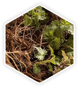 Nettle Root in ProstaVive