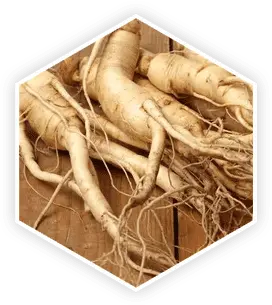 Panax Ginseng in ProstaVive